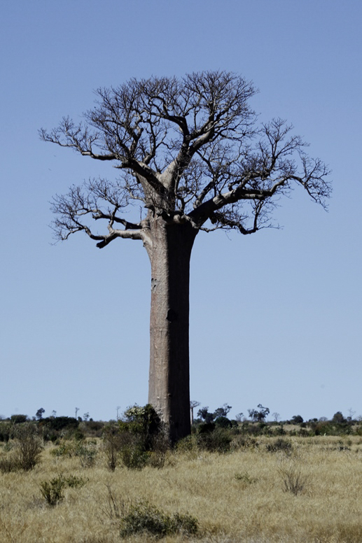 baobab